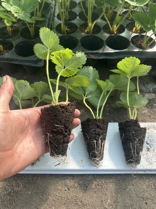 Рассада клубники