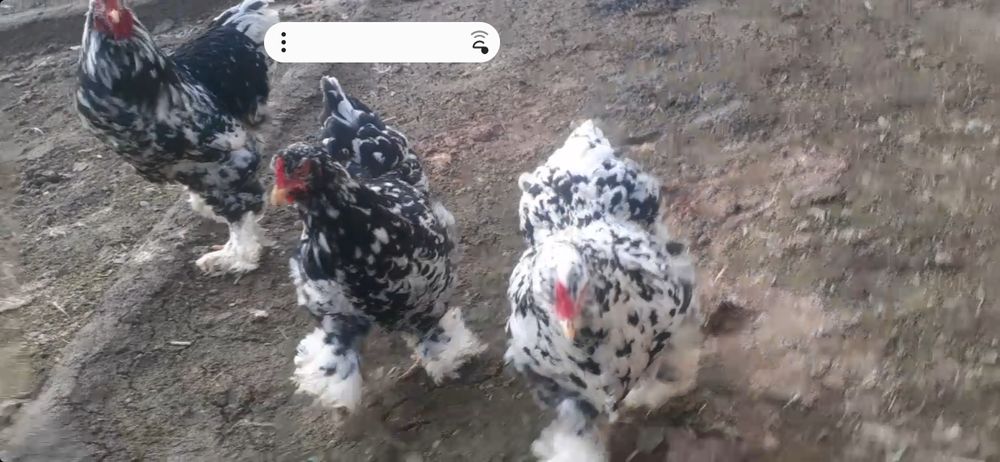 Mramor Bramalar sotiladi sifatli a'lo