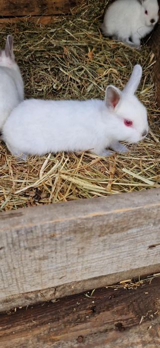 Vând iepuri REX PITICI
