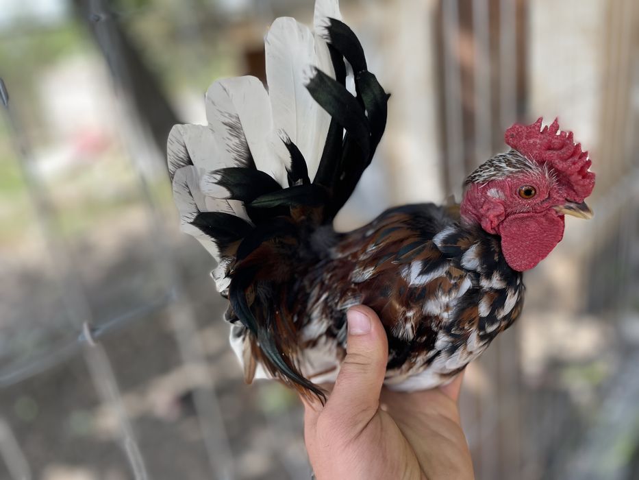 Vand oua din gaini pitice miniatura