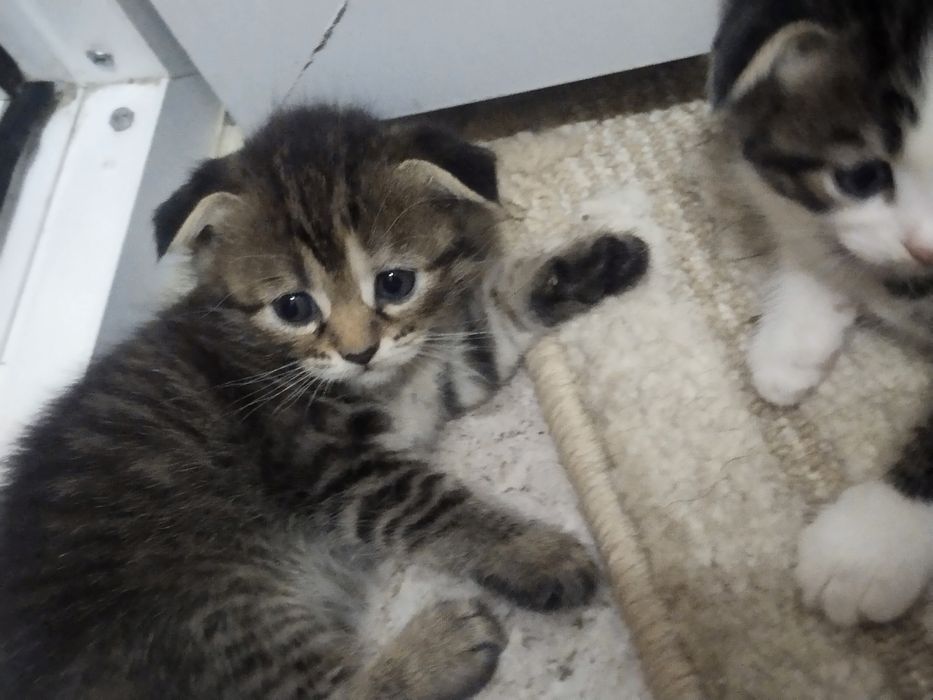 Продаются котята пародтстые красивые , котята приучены к лотку .