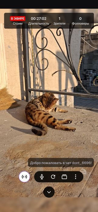 Продаю кошку домашнюю