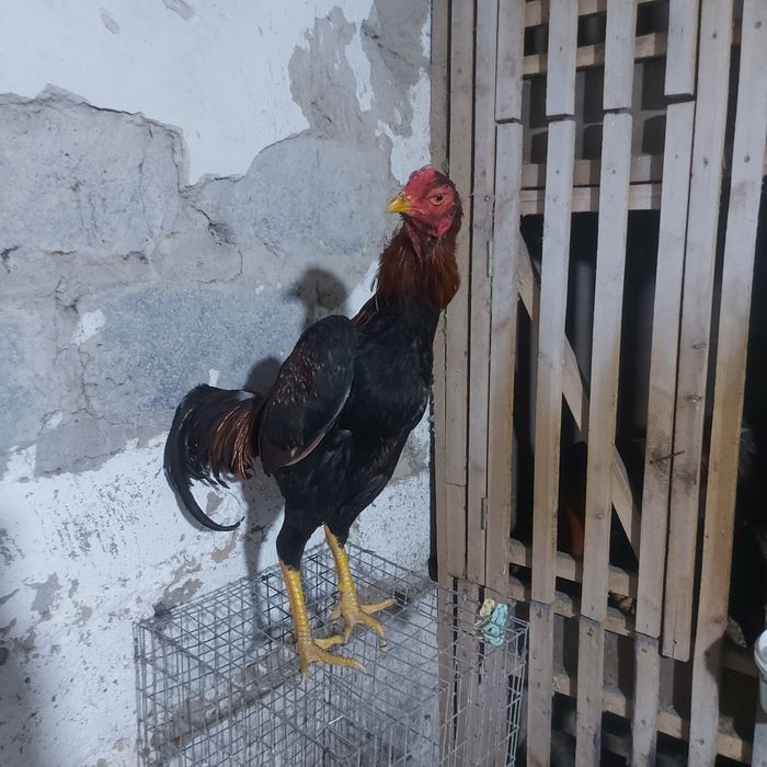 Джужа июнски Корейц китай