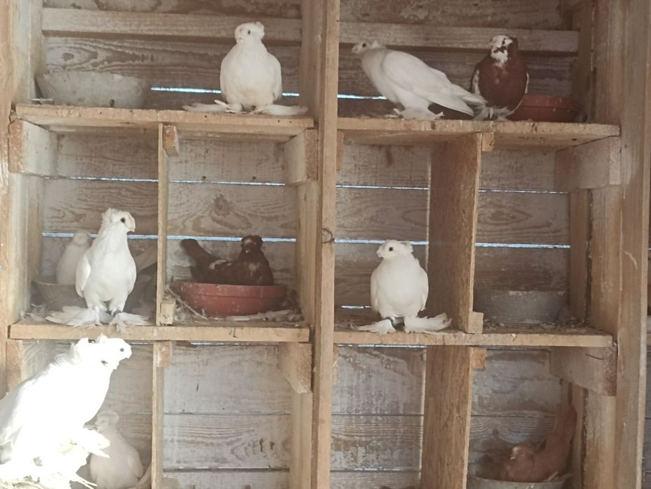 Vând porumbei jucători de Botoșani
