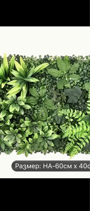 Звлени пана