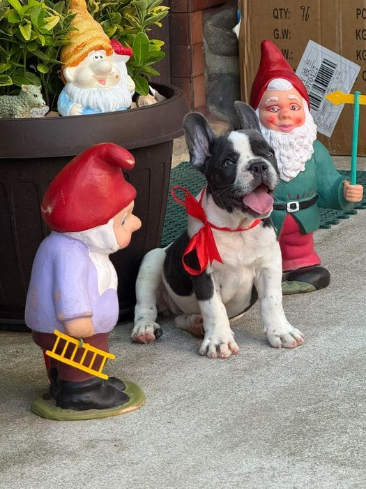 Bulldog francez femelă
