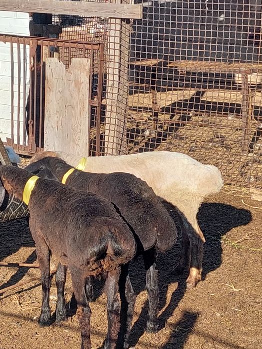 Продам баранов (овцематки)