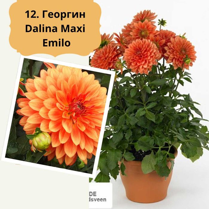 Георгины бордюрные (патио) вегетативные