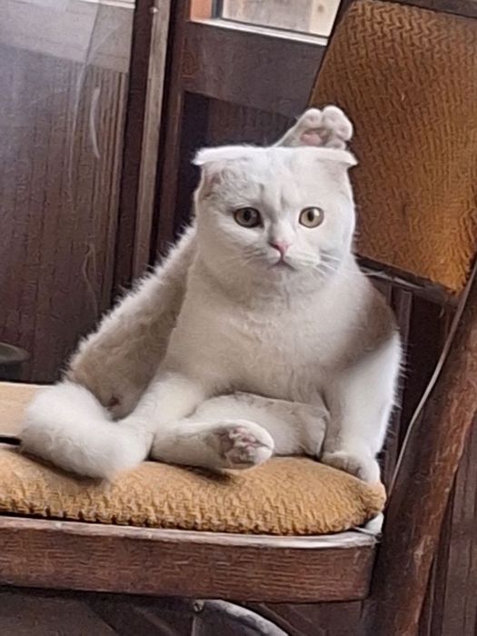 Продаëтся кошка вислоухая