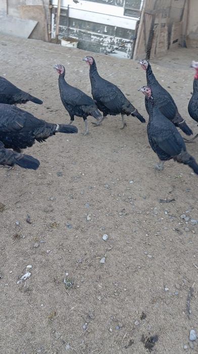 Үндіктер сатылады. 30000