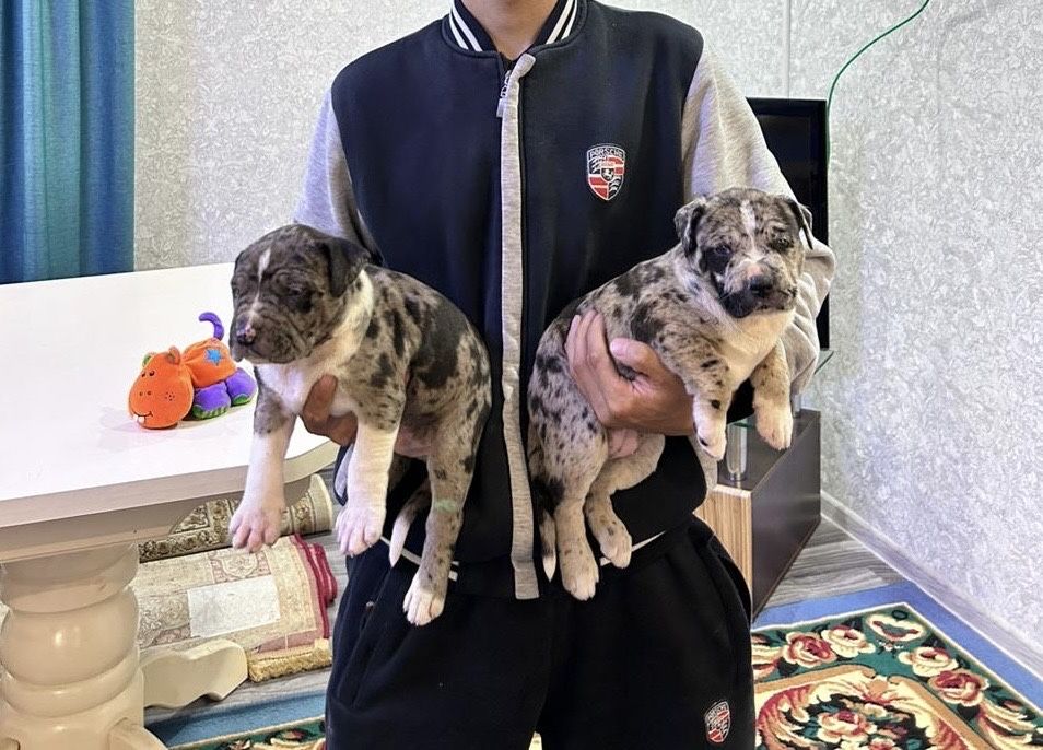 Питбуль Мерль Вязка ВЯЗКА!!!