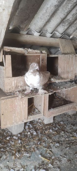 Продаются голуби