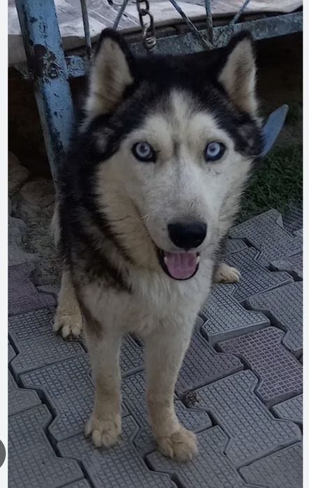 Husky erkak  sotiladi