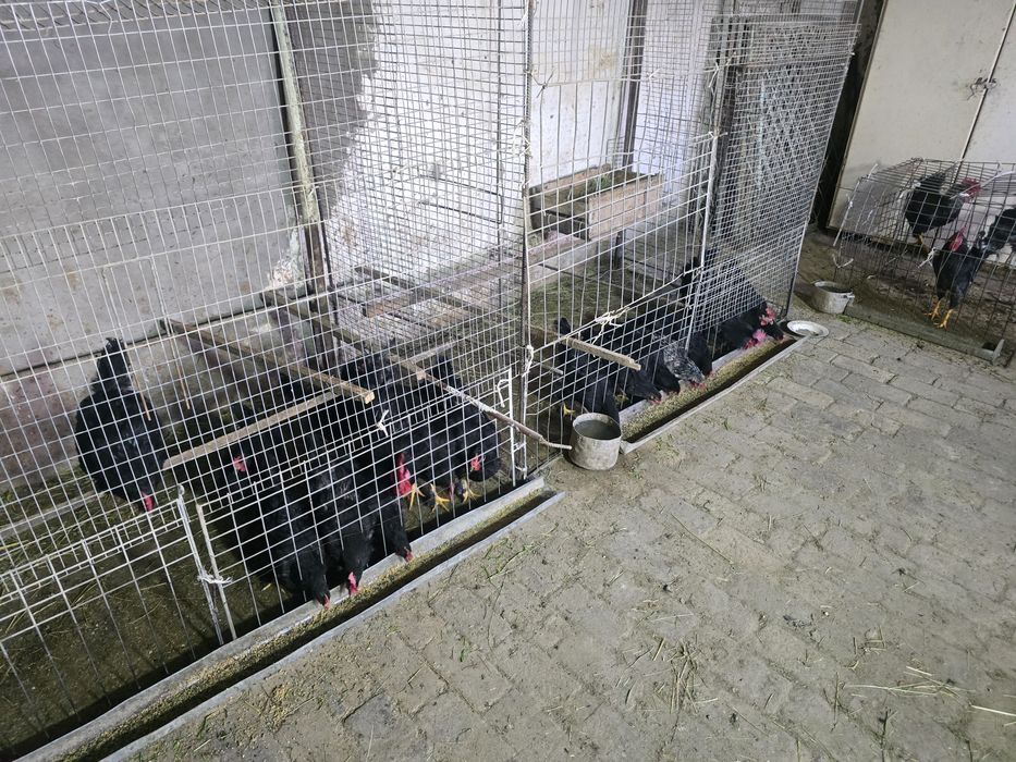 Domashniy sovuq tuhumi