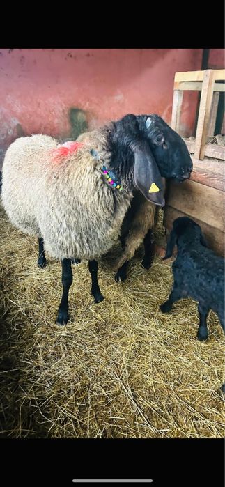 Oi sarbesti 5+1 toate tinere