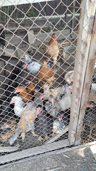 Куры молодки разные