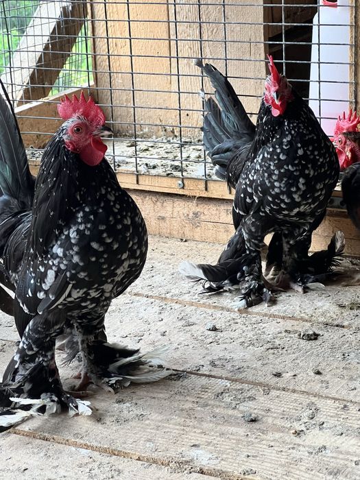 Cocosi din rasa Mii de flori de vanzare - negru bobat si portelan
