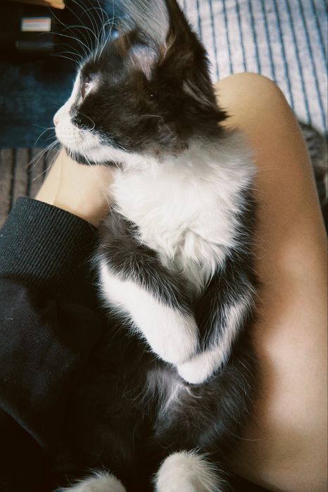 Сибирский котенок метис