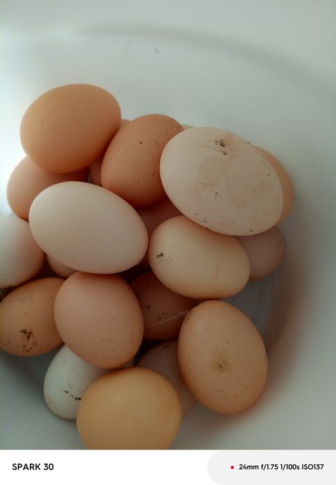 Куриные яйца крупные