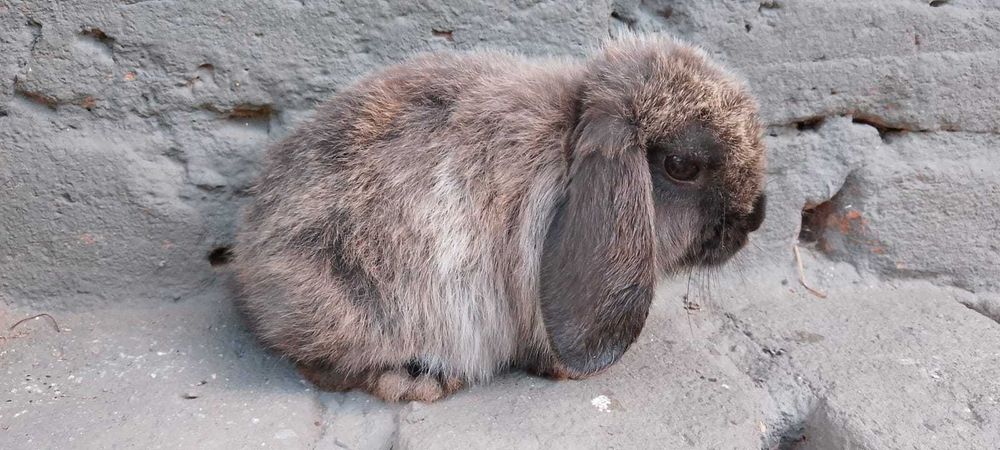 Iepurasi pitici berbec german - mini lop - trimit in tara