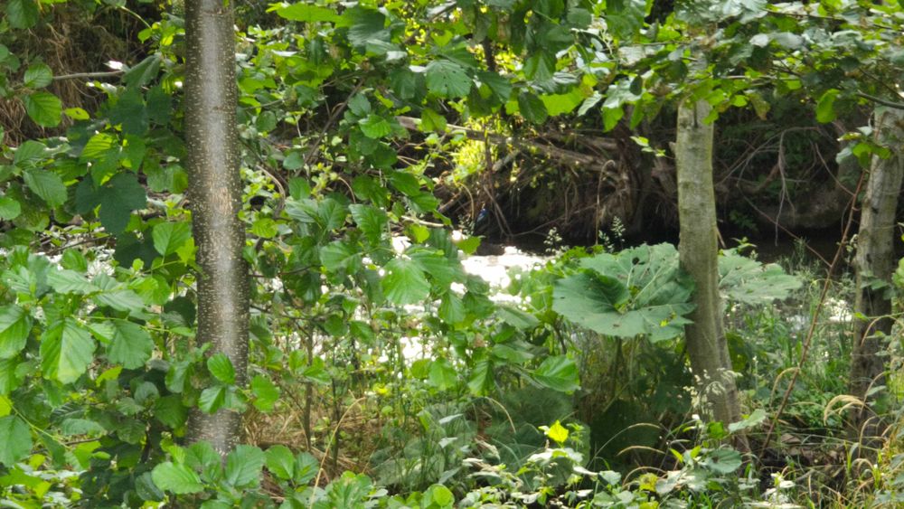 Oportunitate: Vand teren de 1100 mp, deosebit, in localitatea Arpasu de Sus, la poalele Muntilor Fagaras