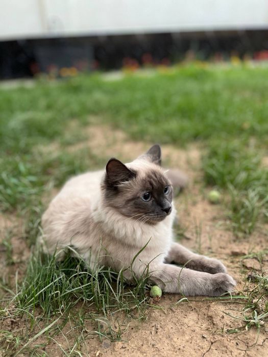 Zotdor siamskiy mushuk