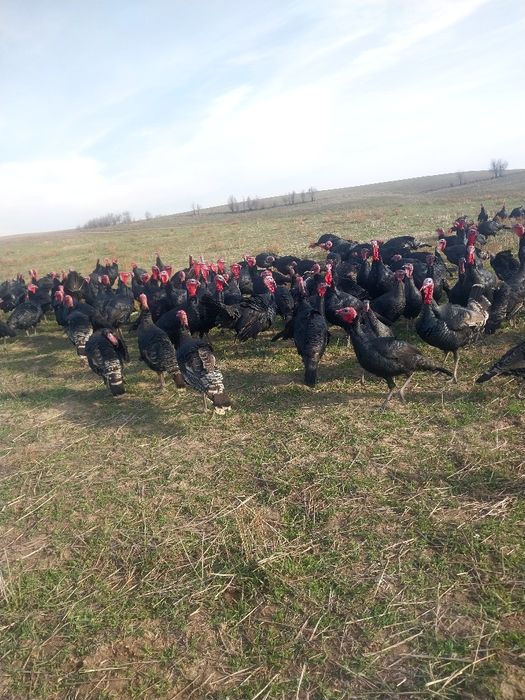 Күрке сатылады,саудасы бар