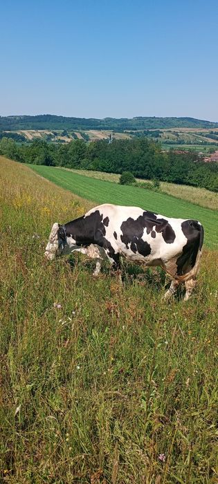 Vacă de vânzare în vârstă de 8 ani