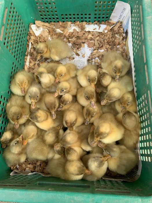 Инкубатор jo'ja ochish inkubator tuxum ochish