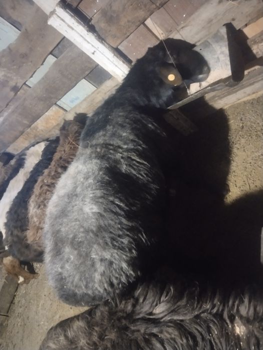 Кошкар на племя 2шт