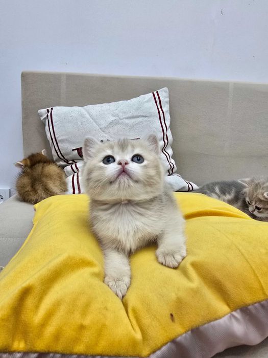 Золотые шиншиллы — 4 котёнка, готовы к переезду