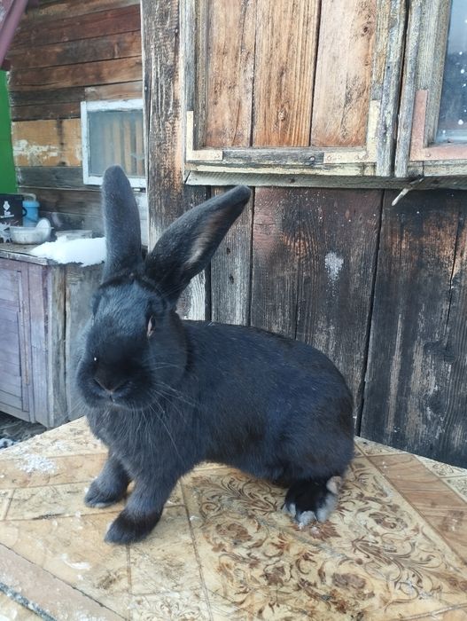 Vand sau schimb iepuroi