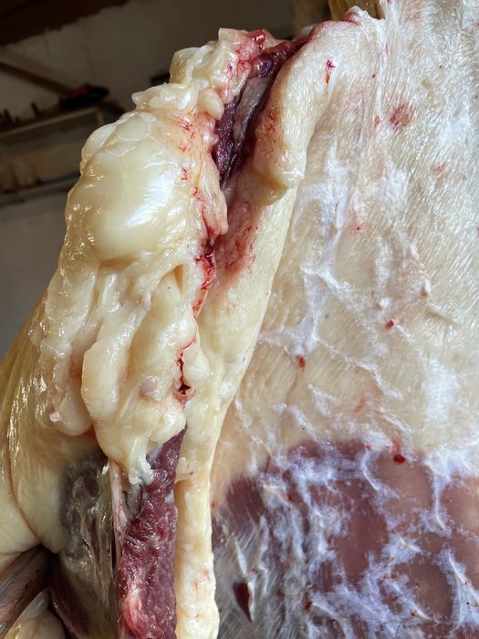 Семіз Байтал сатылады