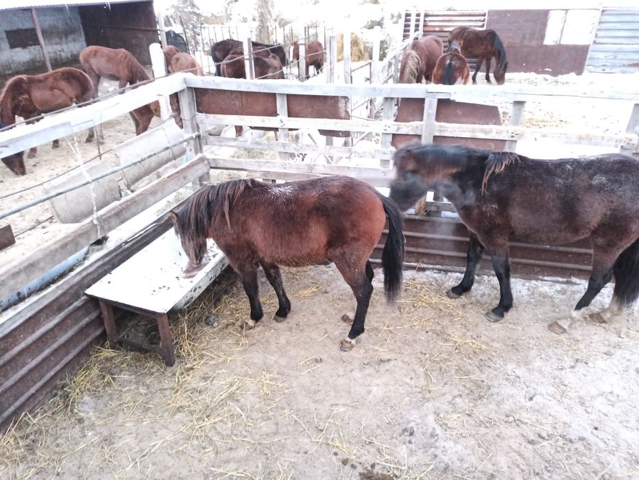 Жеребчики 3 года