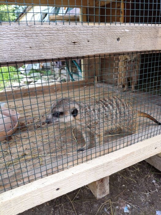 Vând suricate mature