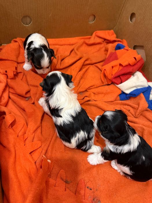 Бивер йоркширски териер