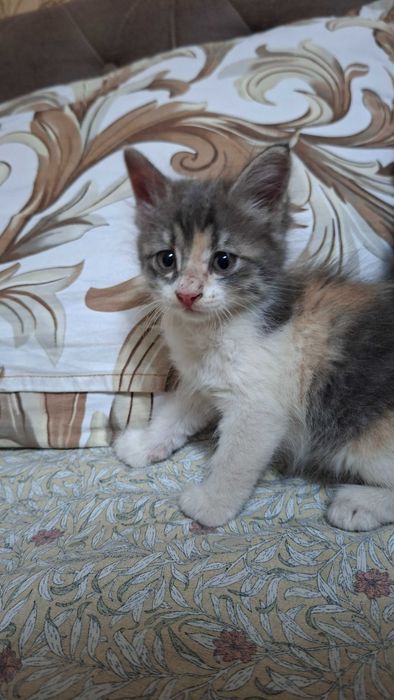 Отдам даром котят