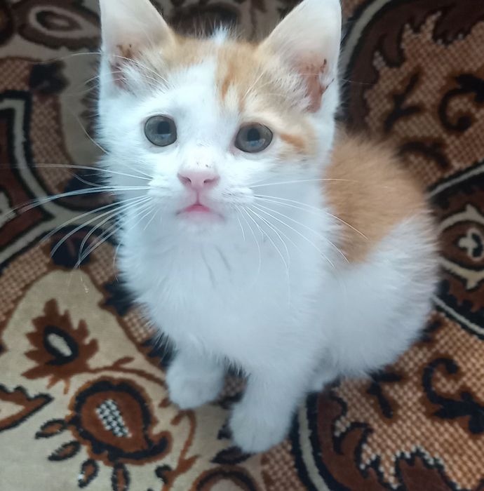 Котёнок девочка 2 месяцев