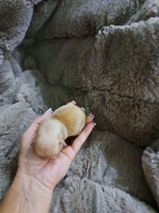 Продам мини той терьера мальчик