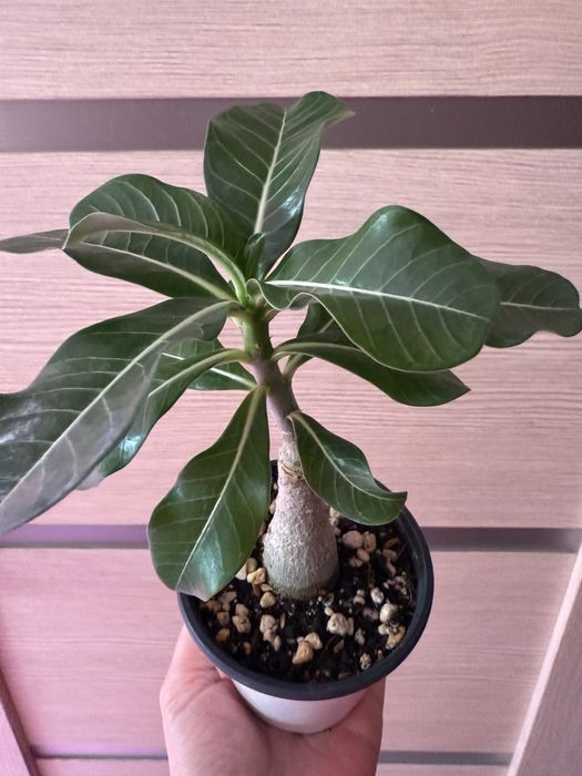 Продаю прививки сортовых адениумов