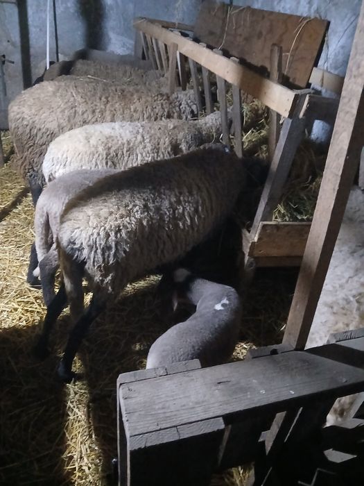 Vând 6 oi și 1 berbec