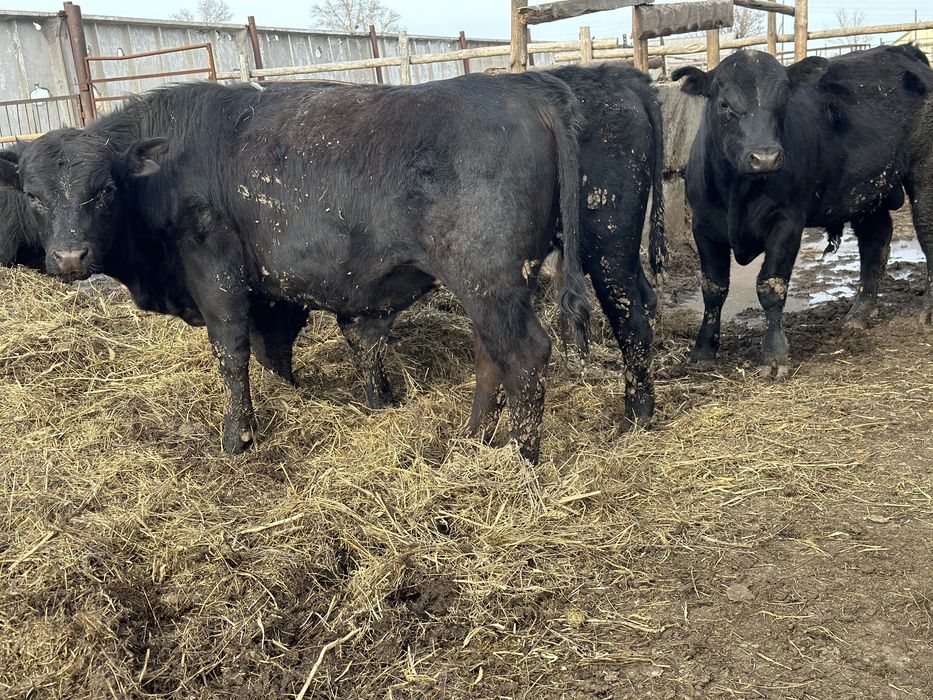 Продам Быков Ангусов на племя