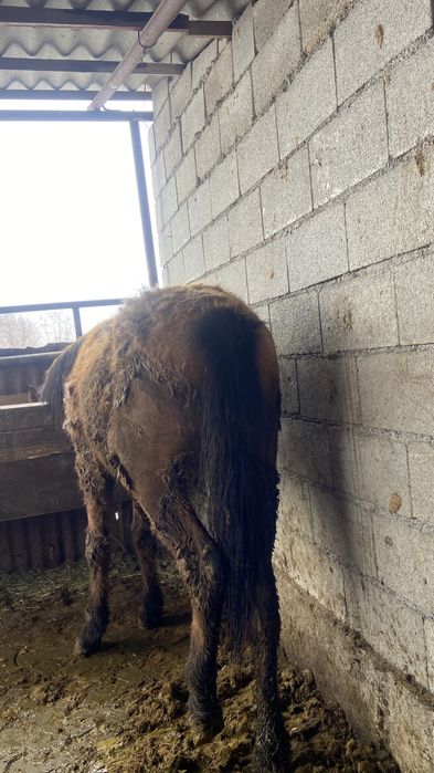 Байланған семіз құнан сатылады