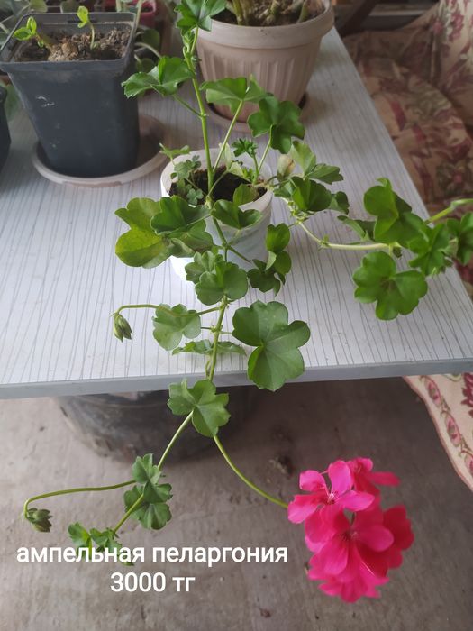 Продам ампельную пеларгонию