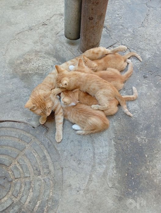 Отдам даром котят