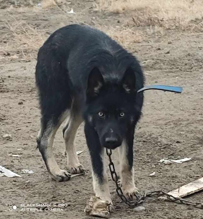 Овчарка сатылады күшік 6 айлық