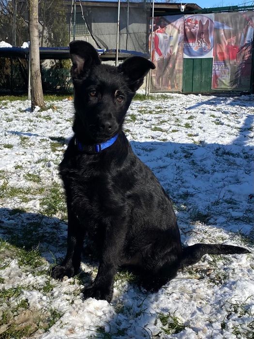 Pui ciobănesc german linie de lucru