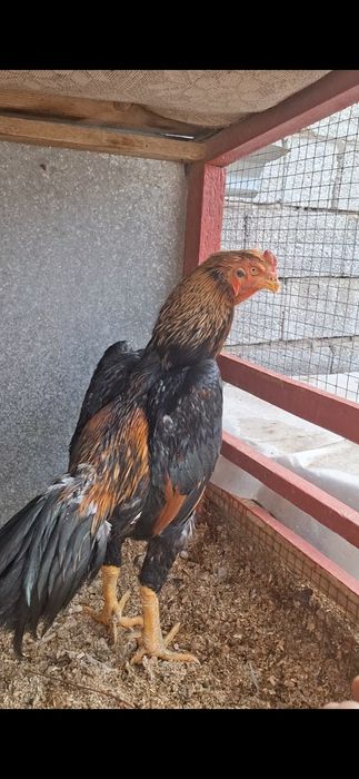 Бойцов, дакан. Шамо