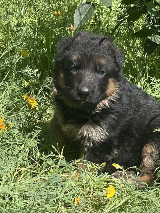 Щенки немецкой овчарки