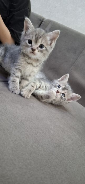Британские короткошерстные котята
